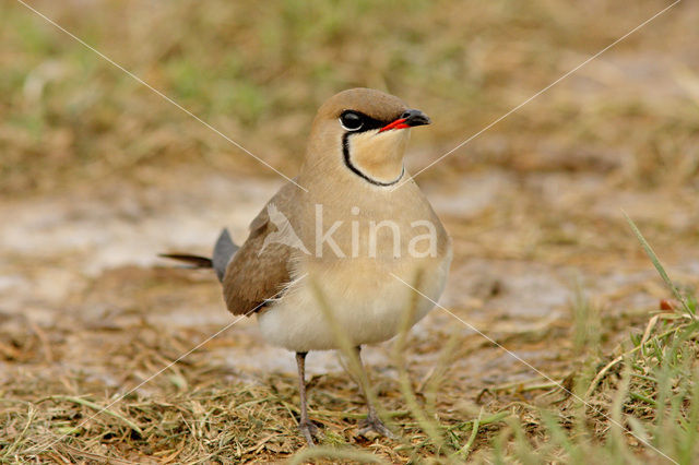 Collared Pratincole (Glareola pratincola)