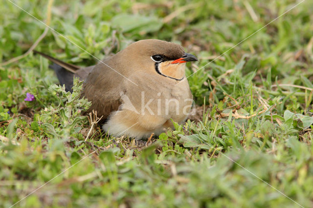 Collared Pratincole (Glareola pratincola)