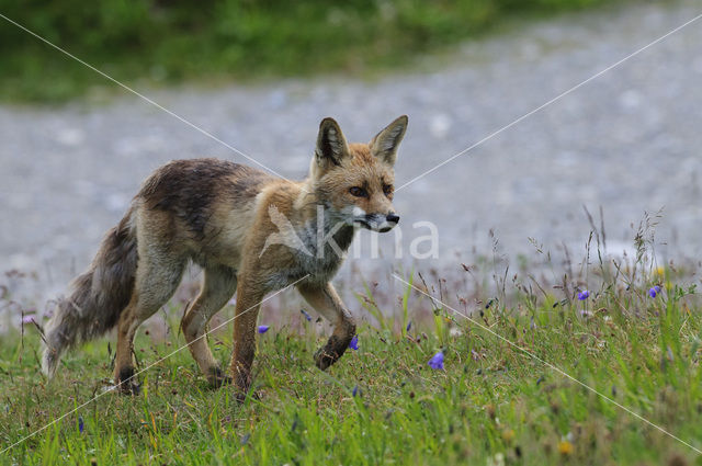 Vos (Vulpes vulpes)