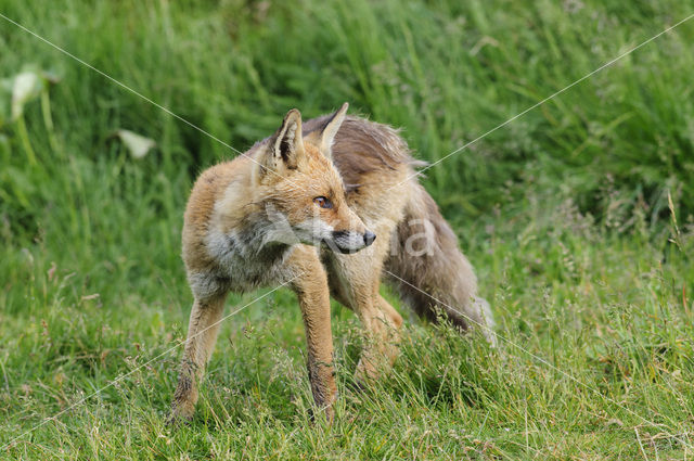 Fox (Vulpes vulpes)