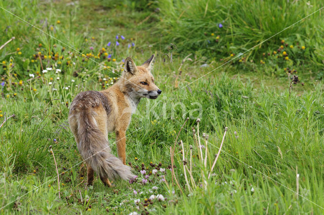 Fox (Vulpes vulpes)