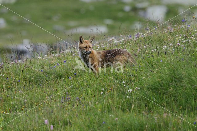 Vos (Vulpes vulpes)