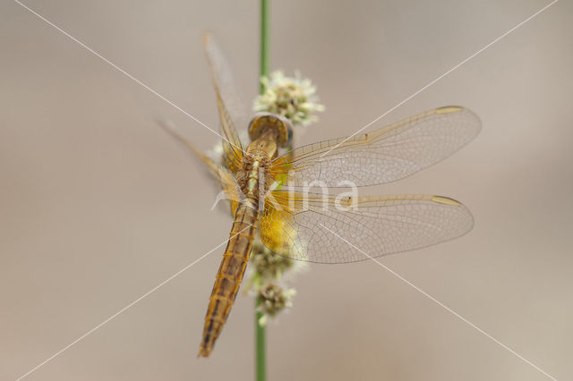 Scarlet Dragonfly (Crocothemis erythraea)