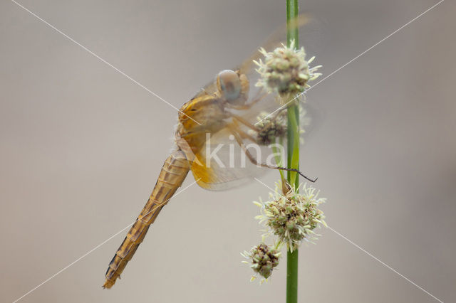 Vuurlibel (Crocothemis erythraea)