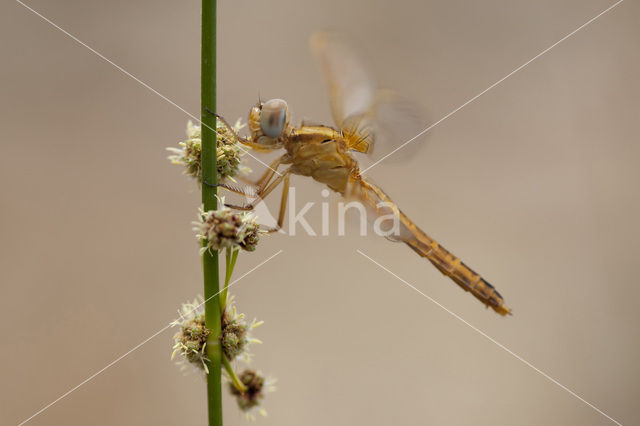 Vuurlibel (Crocothemis erythraea)