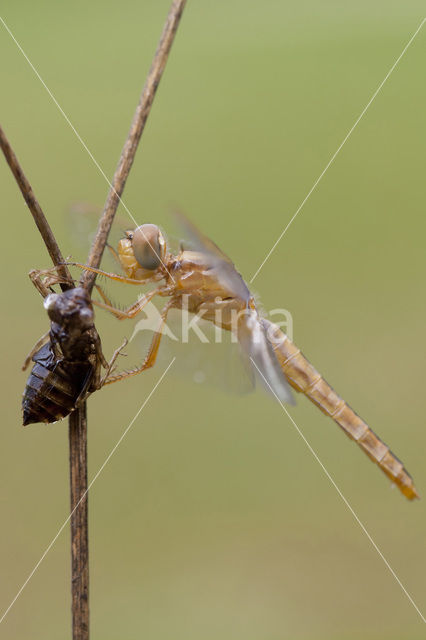 Vuurlibel (Crocothemis erythraea)