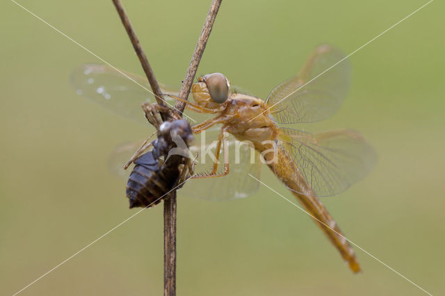 Scarlet Dragonfly (Crocothemis erythraea)