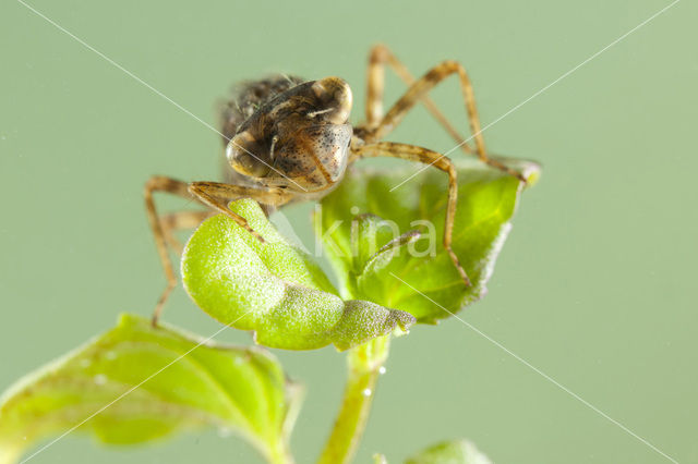 Vuurlibel (Crocothemis erythraea)