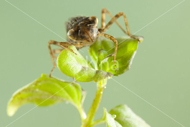 Vuurlibel (Crocothemis erythraea)