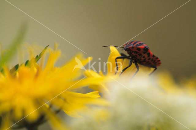 Stink bug (Pitedia pinicola)