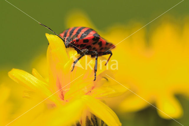 Stink bug (Pitedia pinicola)