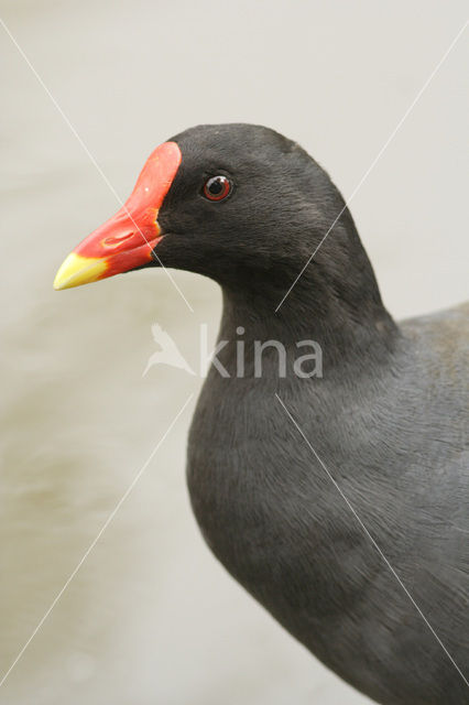 Common Moorhen (Gallinula chloropus)