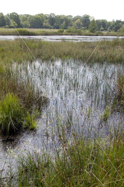 Watersnuffel (Enallagma cyathigerum)