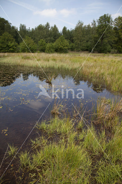 Watersnuffel (Enallagma cyathigerum)