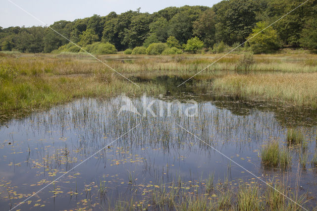 Watersnuffel (Enallagma cyathigerum)