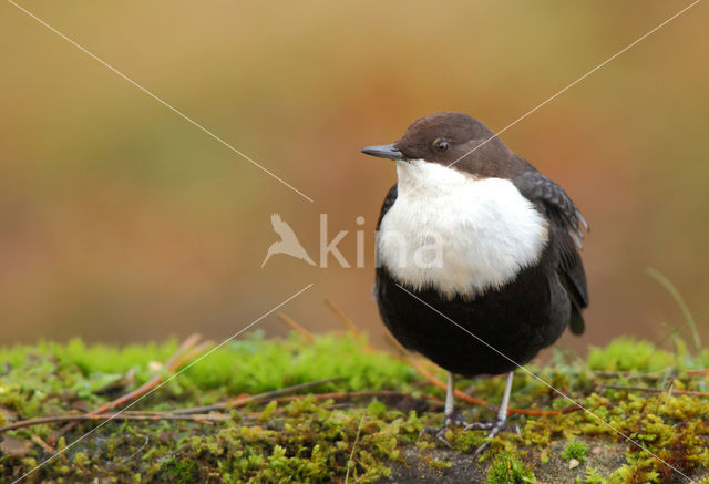 White-throated Dipper (Cinclus cinclus)