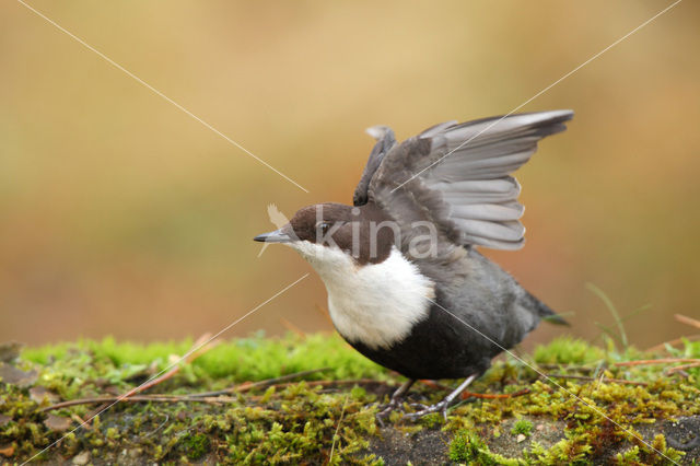 White-throated Dipper (Cinclus cinclus)