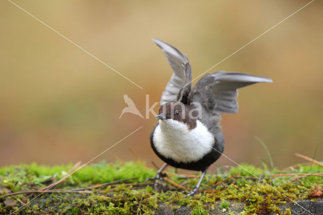 White-throated Dipper (Cinclus cinclus)