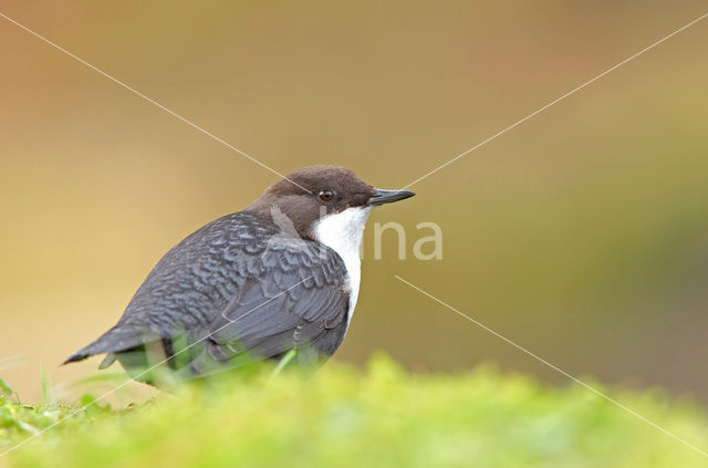 White-throated Dipper (Cinclus cinclus)