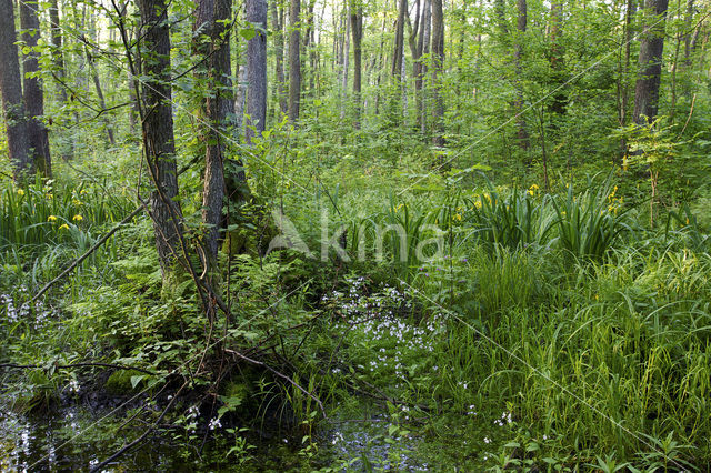 Waterviolet (Hottonia palustris)