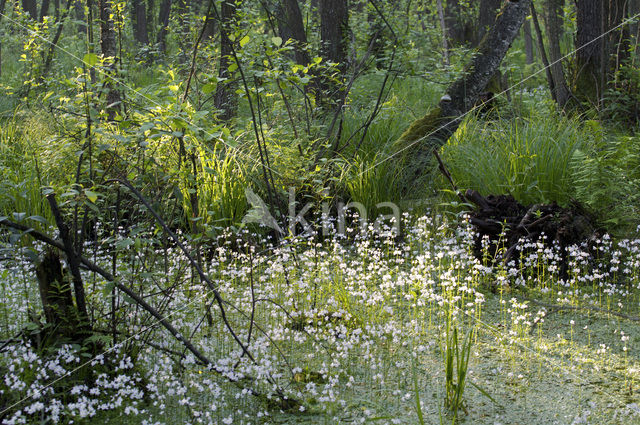 Waterviolet (Hottonia palustris)