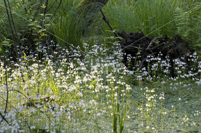 Waterviolet (Hottonia palustris)