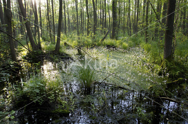 Waterviolet (Hottonia palustris)