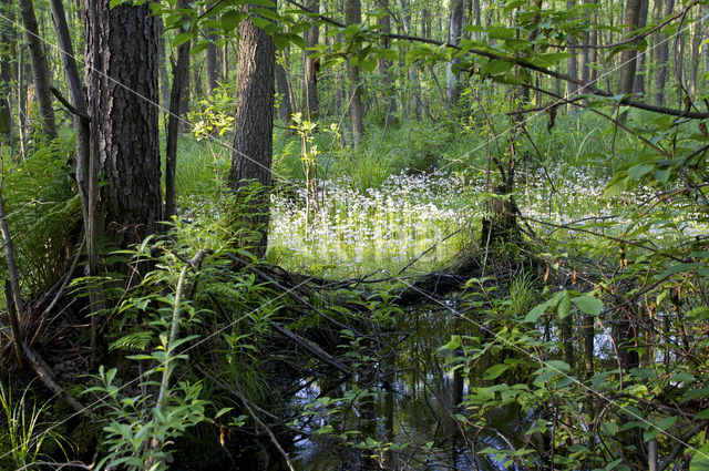 Waterviolet (Hottonia palustris)