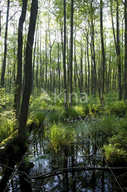 Waterviolet (Hottonia palustris)