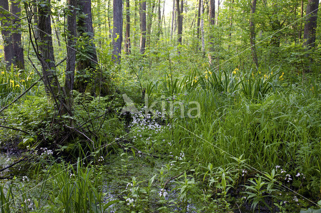 Waterviolet (Hottonia palustris)