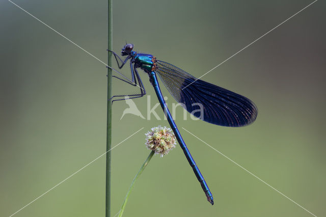 Weidebeekjuffer (Calopteryx splendens)