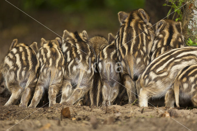 Wild Boar (Sus scrofa)