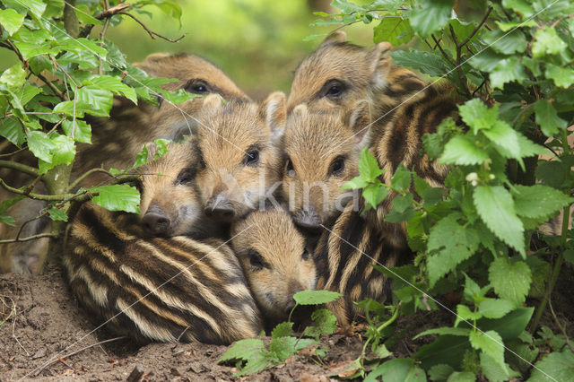 Wild Boar (Sus scrofa)