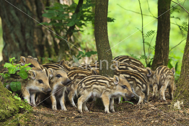 Wild Boar (Sus scrofa)