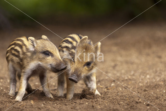 Wild zwijn