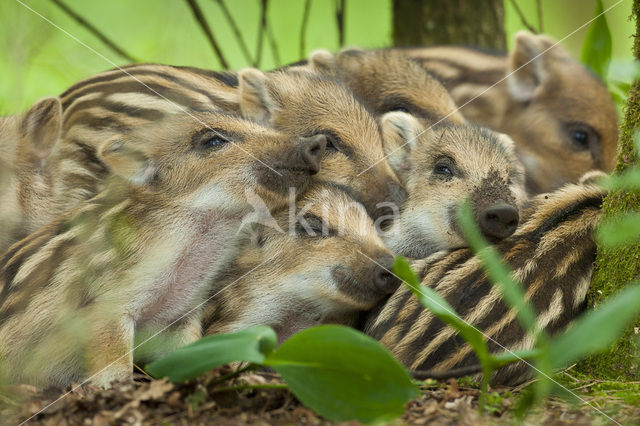 Wild Boar (Sus scrofa)