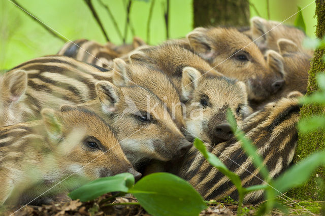 Wild Boar (Sus scrofa)