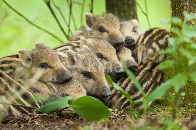 Wild Boar (Sus scrofa)