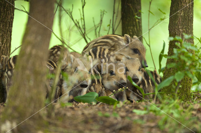 Wild zwijn