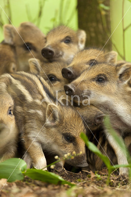 Wild zwijn