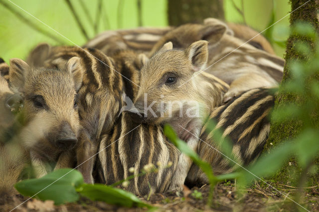 Wild Boar (Sus scrofa)