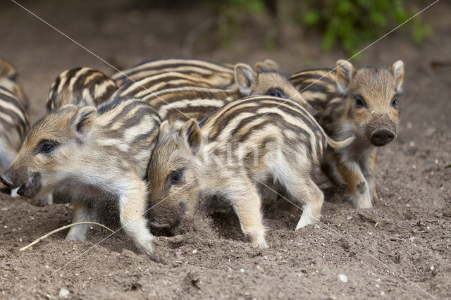 Wild zwijn