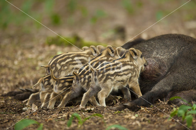 Wild Boar (Sus scrofa)