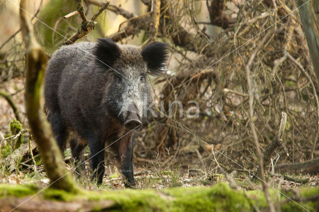 Wild Boar (Sus scrofa)