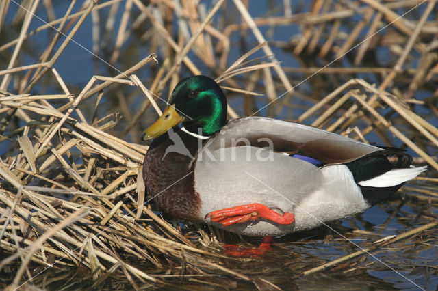 Wilde Eend (Anas platyrhynchos)