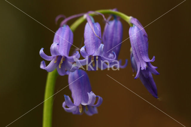 Bluebell (Scilla non-scripta)