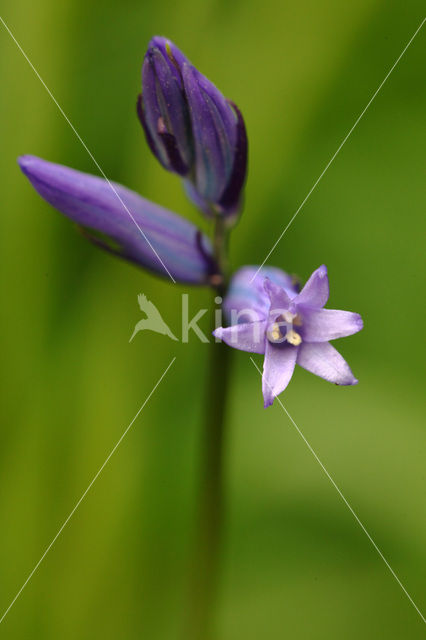 Bluebell (Scilla non-scripta)