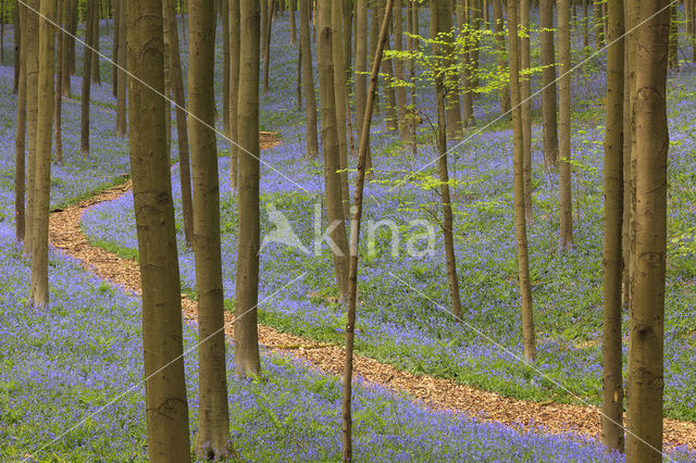 Bluebell (Scilla non-scripta)