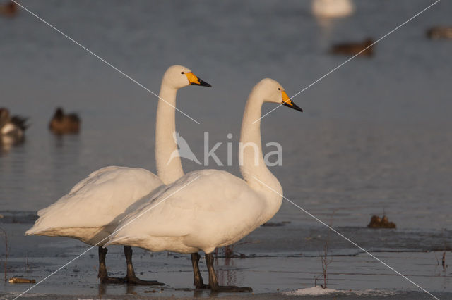 Wilde Zwaan (Cygnus cygnus)