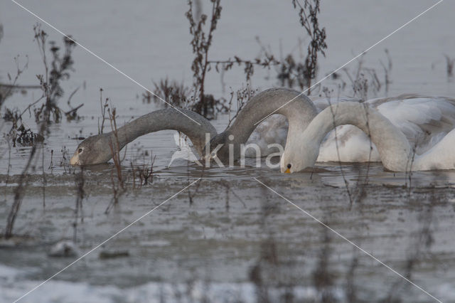 Wilde Zwaan (Cygnus cygnus)